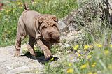 SHAR-PEI 432